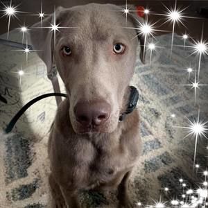 Meet your Posher, Pennye